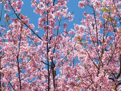 心行寺の桜（オオカンザクラ(大寒桜)）？
