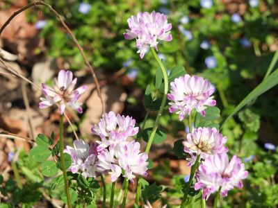 都筑中央公園（れんげ草）
