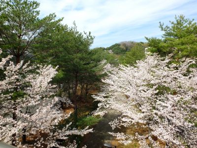 山田富士公園（染井吉野）
