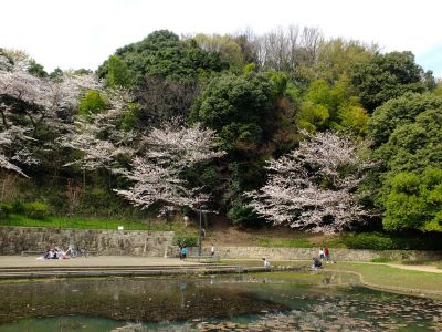 山田富士公園（染井吉野）
