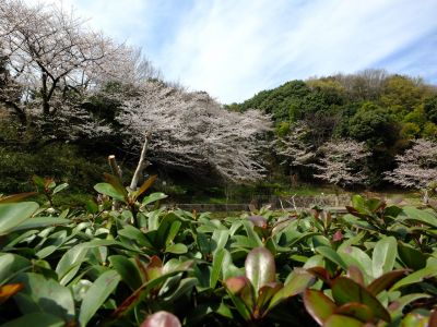 山田富士公園（染井吉野）
