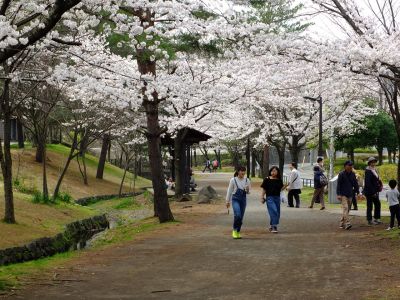山田富士公園（染井吉野）
