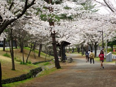 山田富士公園（染井吉野）
