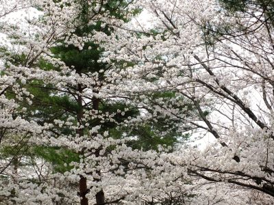 山田富士公園（染井吉野）
