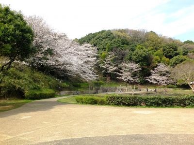 山田富士公園（染井吉野）
