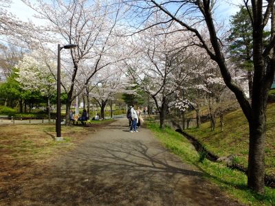 山田富士公園（染井吉野）
