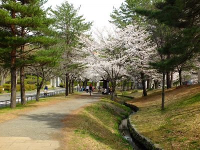 山田富士公園（染井吉野）

