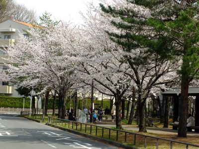 山田富士公園（染井吉野）
