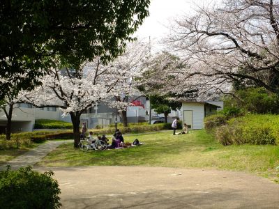 山田富士公園（染井吉野）
