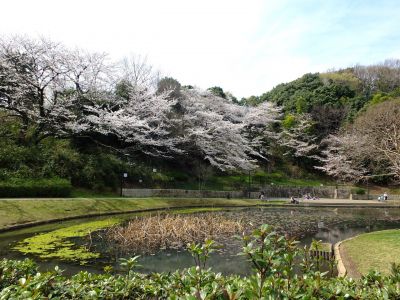 山田富士公園（染井吉野）
