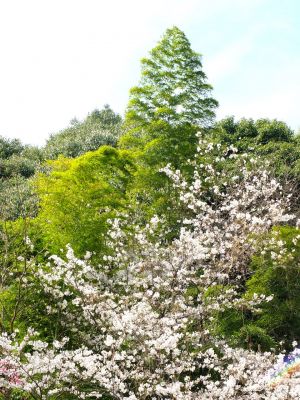 山田富士公園（染井吉野）
