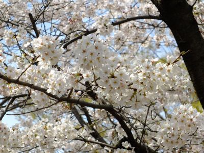 山田富士公園（染井吉野）
