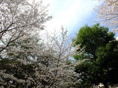 ふじやとのみち
