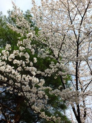 ふじやとのみち
