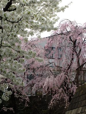 滝が谷公園付近の緑道（サレジオ学園の裏辺り）
