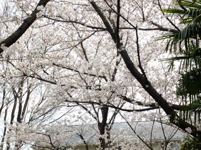 滝が谷公園付近の緑道（サレジオ学園の裏辺り）
