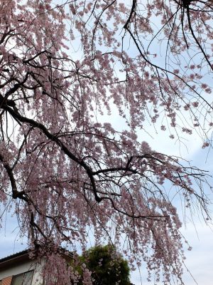 滝が谷公園付近の緑道（サレジオ学園の裏辺り）
