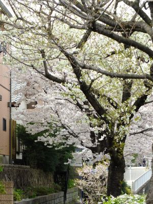 滝が谷公園付近の緑道（サレジオ学園の裏辺り）
