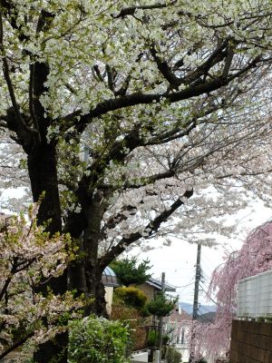 滝が谷公園付近の緑道（サレジオ学園の裏辺り）
