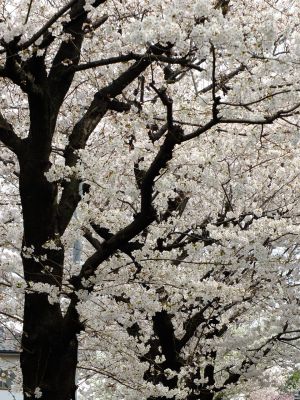 滝が谷公園付近の緑道（サレジオ学園の裏辺り）
