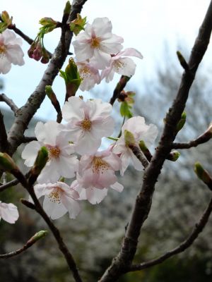 滝が谷公園（ここはいろいろな種類の桜が咲いています）
