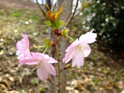 滝が谷公園（ここはいろいろな種類の桜が咲いています）
