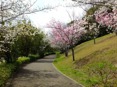 滝が谷公園（ここはいろいろな種類の桜が咲いています）

