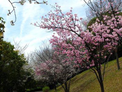 滝が谷公園（ここはいろいろな種類の桜が咲いています）
