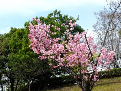 滝が谷公園（ここはいろいろな種類の桜が咲いています）
