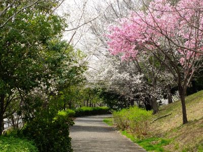 滝が谷公園（ここはいろいろな種類の桜が咲いています）
