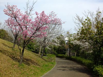 滝が谷公園（ここはいろいろな種類の桜が咲いています）
