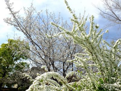 滝が谷公園（ここはいろいろな種類の桜が咲いています）
