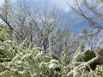 滝が谷公園（ここはいろいろな種類の桜が咲いています）
