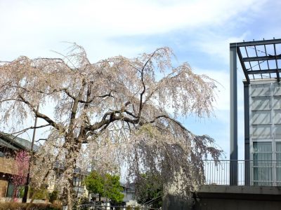 北山田地区センターの枝垂れ桜
