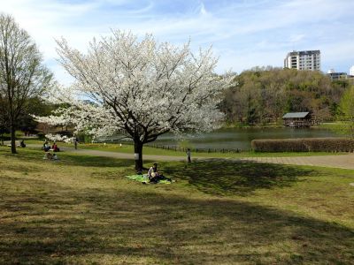 徳生公園（大島桜）
