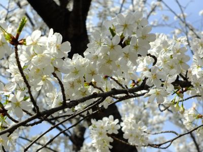 徳生公園（大島桜）
