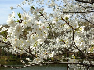 徳生公園（大島桜）
