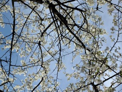 徳生公園（大島桜）

