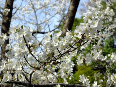 徳生公園（大島桜）
