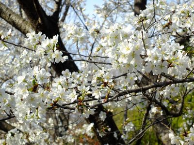 徳生公園（大島桜）
