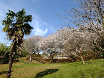 牛久保公園（染井吉野）
