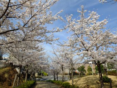 都筑小学校近くの緑道
