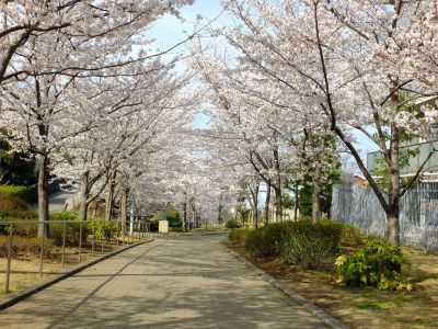 都筑小学校近くの緑道
