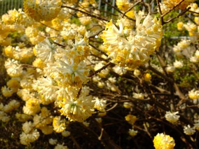 八幡山公園（ミツマタ）
