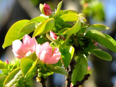 八幡山公園（かりんの花）
