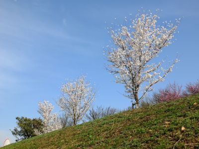 八幡山公園（染井吉野）
