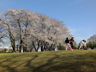 八幡山公園（染井吉野）
