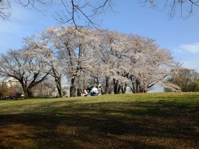 八幡山公園（染井吉野）
