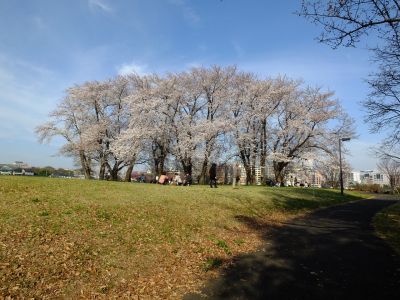 八幡山公園（染井吉野）
