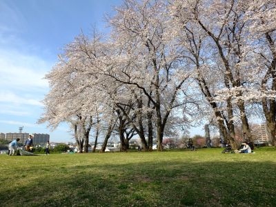 八幡山公園（染井吉野）
